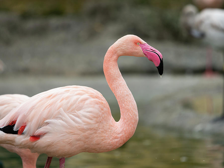 Portrait of a Greater Flamingo in a zoo Photograph by Stefan Rotter ...