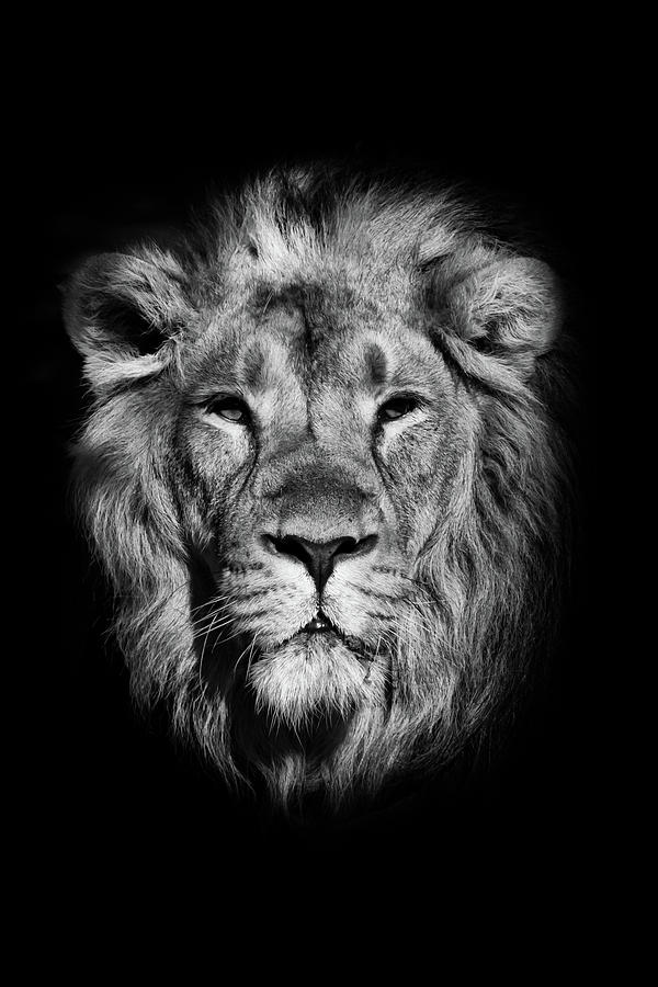 Portrait Of A Powerful Male Lion Isolated On A Black Background ...