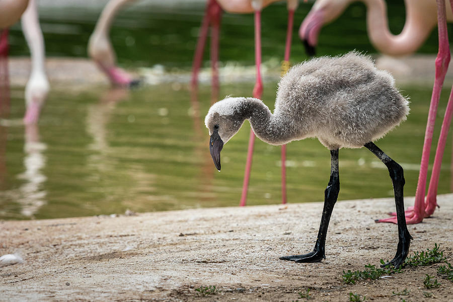 Portrait of a young Greater Flamingo in a zoo Photograph by Stefan ...