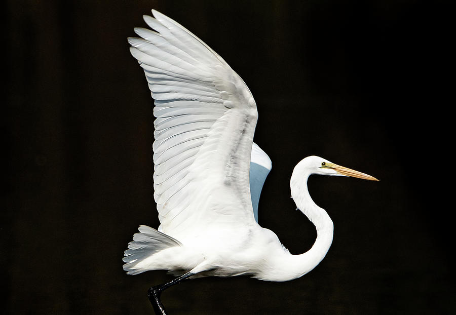 Portrait of an Great Egret #1 Photograph by Sandra Js