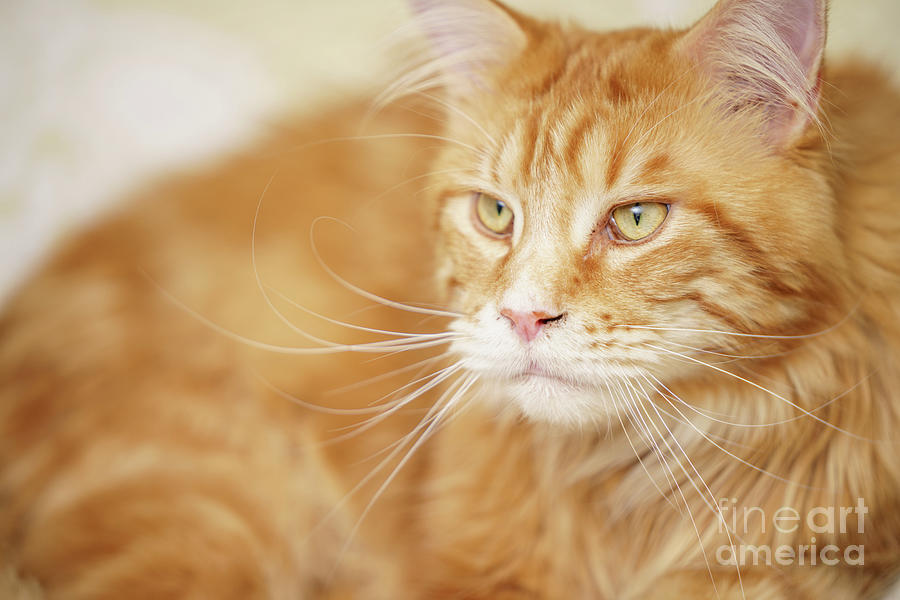 Portrait of an orange Maine Coon Cat Photograph by Felix Mizioznikov ...