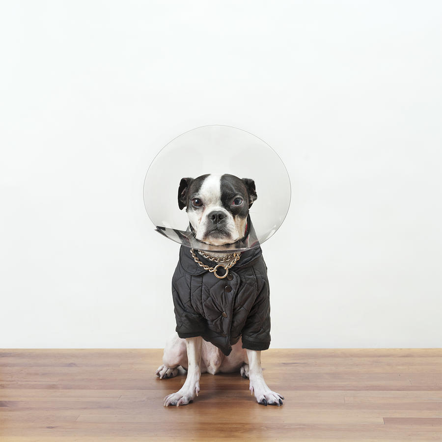 Portrait of Boston Terrier in protective collar sitting on wooden table against white wall #1 Photograph by Cavan Images