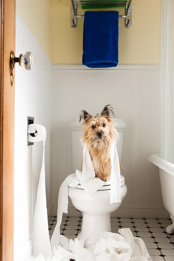 Portrait of cute dog wrapped in toilet paper on toilet seat #1 Photograph by Sasha Gulish