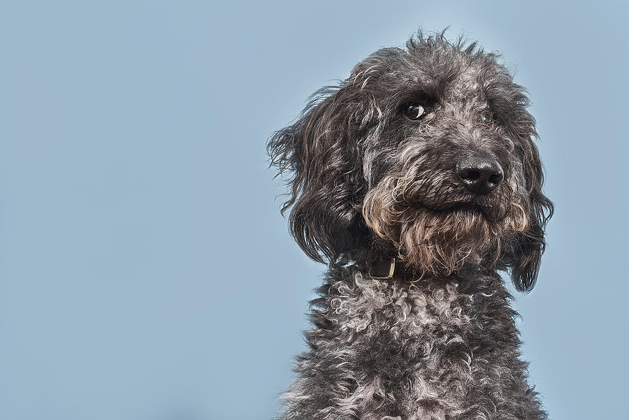 Portrait of Labradoodle with humorous expression #1 Photograph by Jamie Garbutt