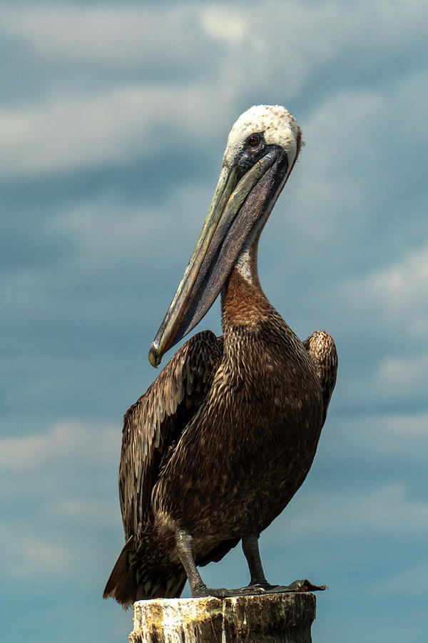 Portrait of the Brown Pelican #1 Photograph by Sandra Js