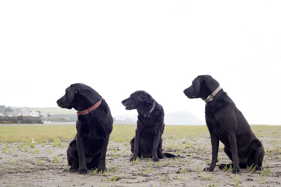 Portrait of three black labradors looking in same direction #1 Photograph by Axel Bernstorff