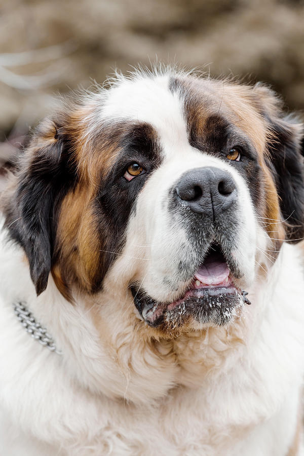 Portrait working breed of of St. Bernard dog Photograph by Artush Foto ...