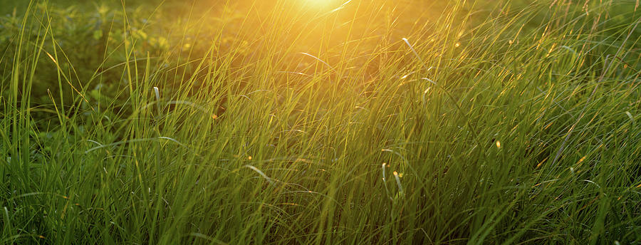 Prairie Grass Sunset Photograph