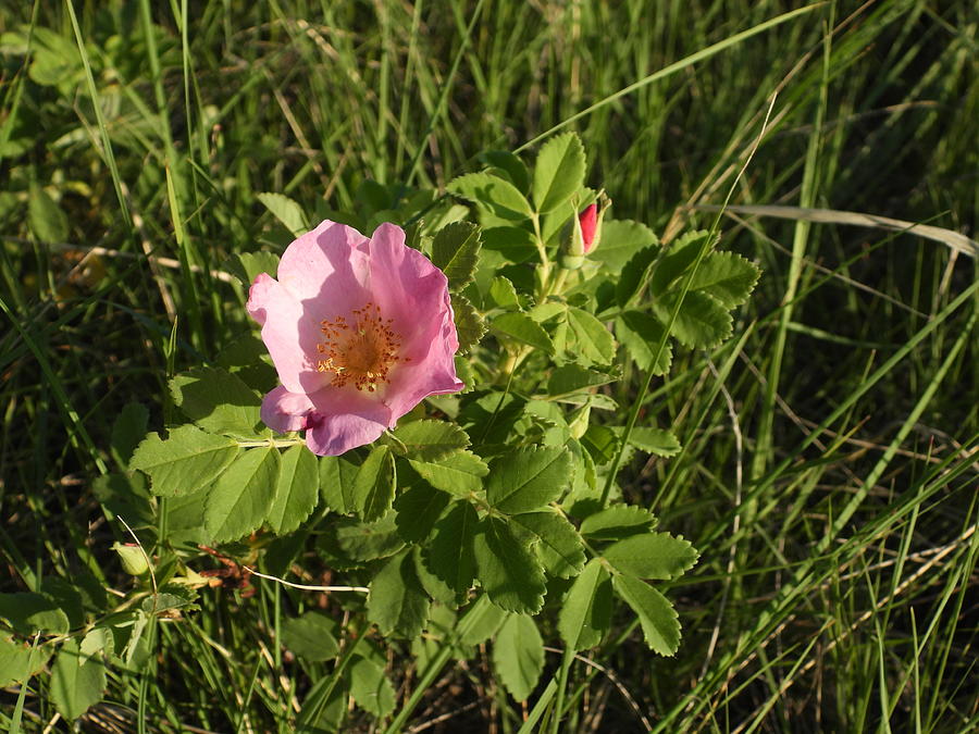Prairie Rose #1 Photograph by Amanda R Wright