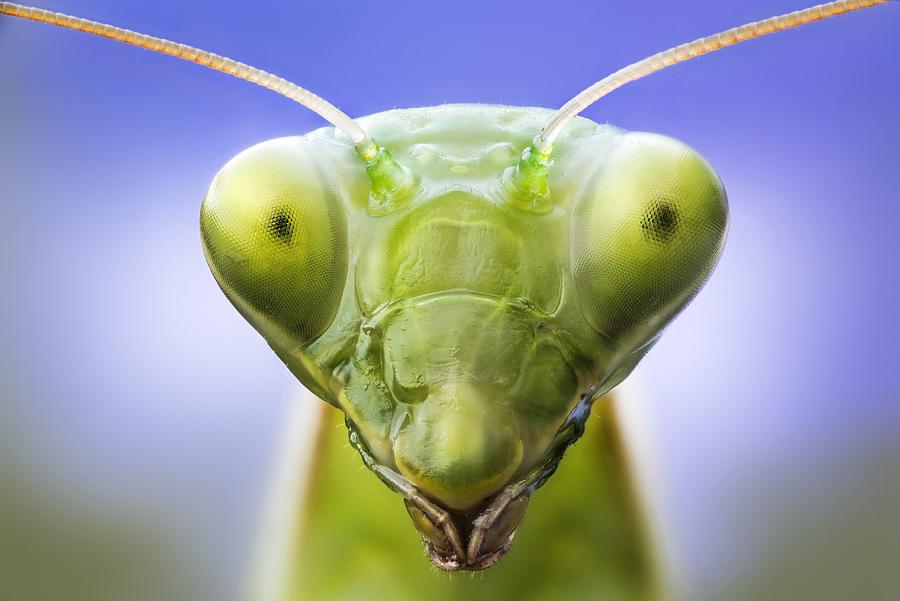 Praying mantis head #1 Photograph by Alberto Ghizzi Panizza / Science Photo Library