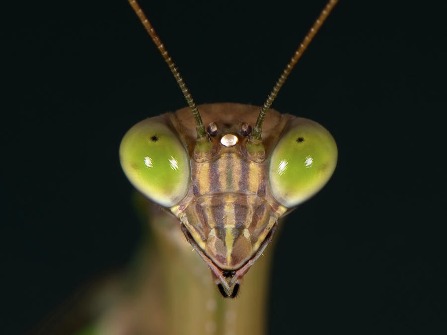 Praying Mantis  #1 Photograph by Jim Vallee