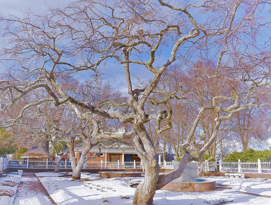 - Prescott Park Winter Trees -- Portsmouth NH #1 Photograph by THERESA Nye