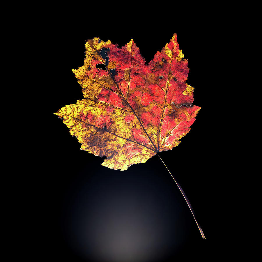 Preserving Autumn #1 Photograph by Kevin Suttlehan