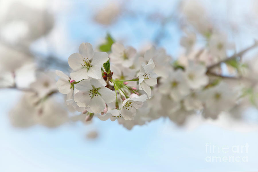 Pretty Cherry Blossoms #2 Photograph by Amy Dundon