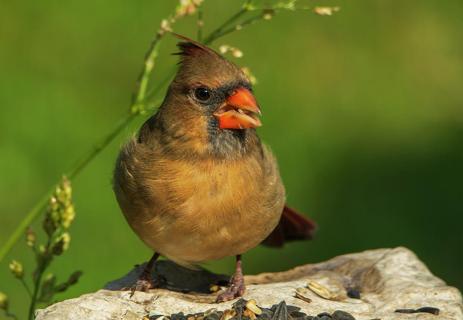 Pretty Female Song Bird Cardinal #1 Photograph by Sandra Js