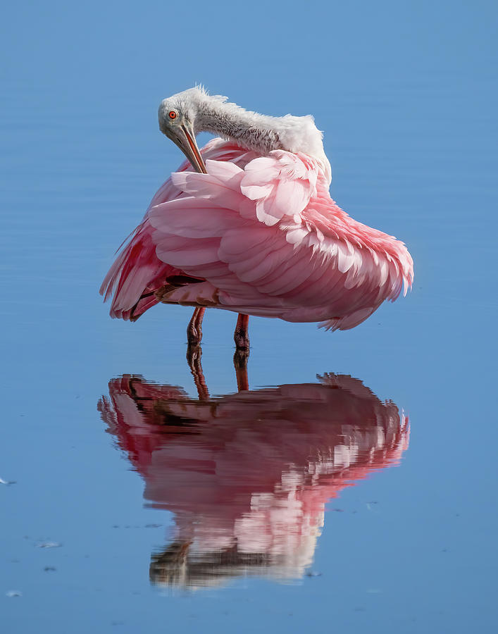 Pretty in Pink Photograph by Jim Miller