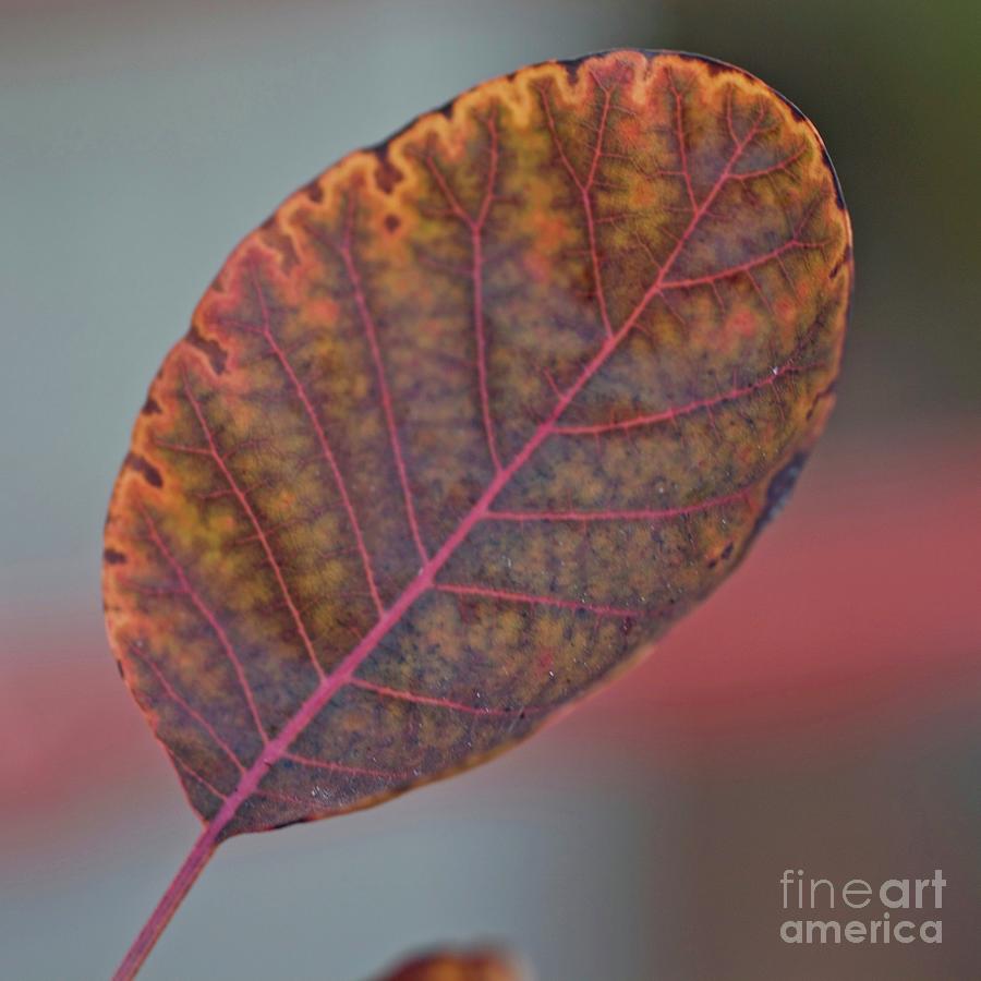 Foliage Photograph - Pretty in Pink Trim 2 by Patricia Youngquist