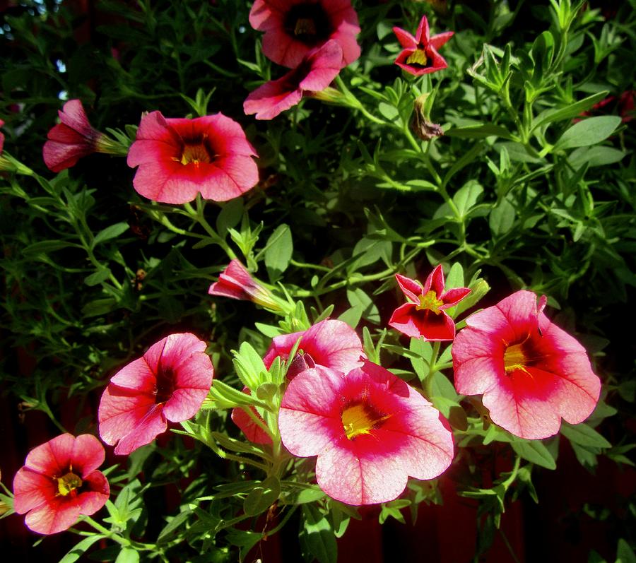 Pretty pink flowers Photograph by Stephanie Moore - Fine Art America