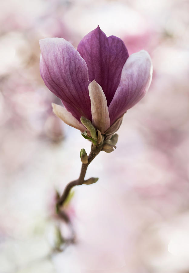 Pretty Soulange Magnolia #1 Photograph by Jaroslaw Blaminsky