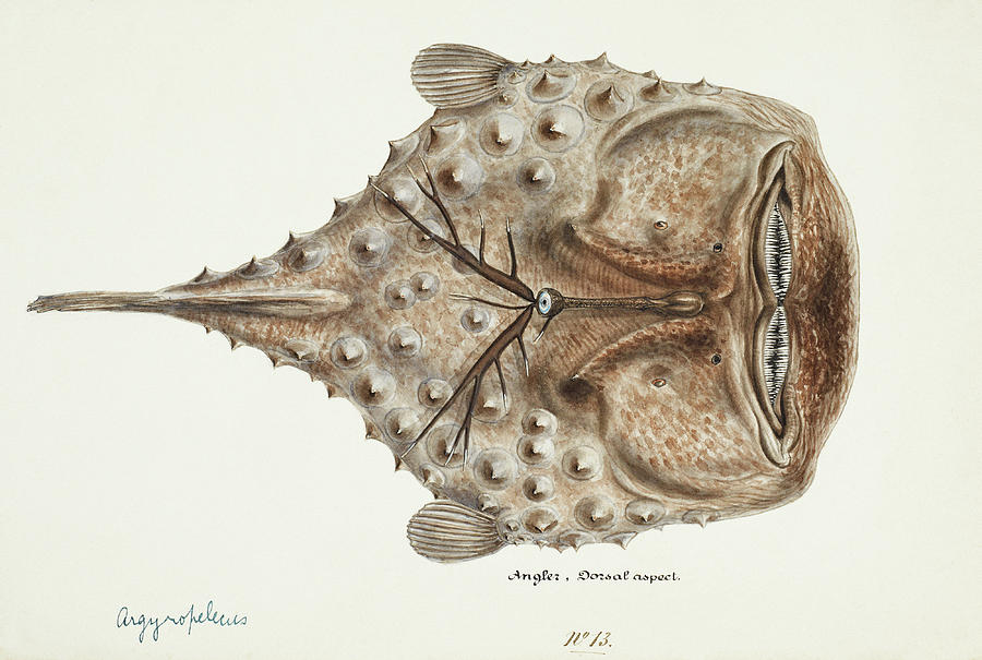 Prickly AnglerFish - Vintage Fish Illustration Digital Art by ...