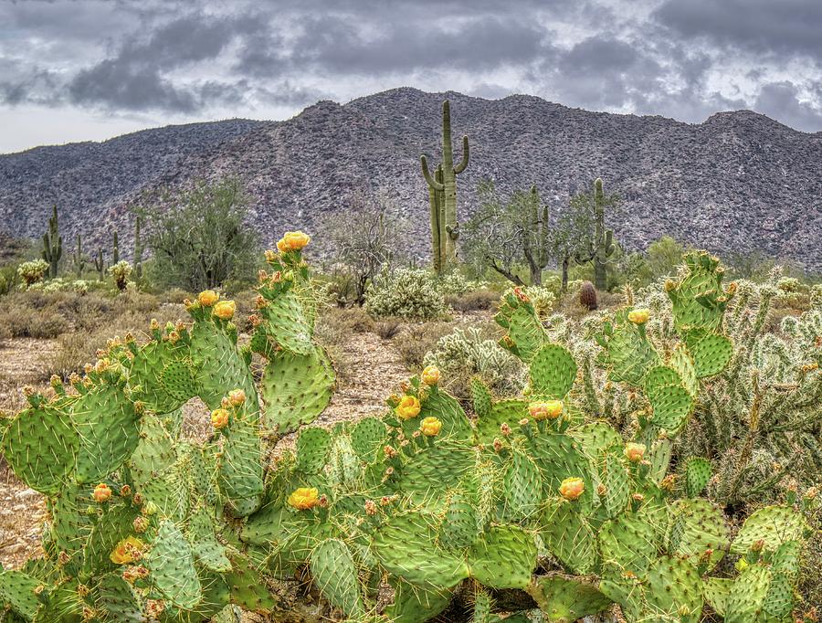 Prickly Pear Cactus Blooms in the Sonoran Desert #1 Photograph by Kenneth Roberts