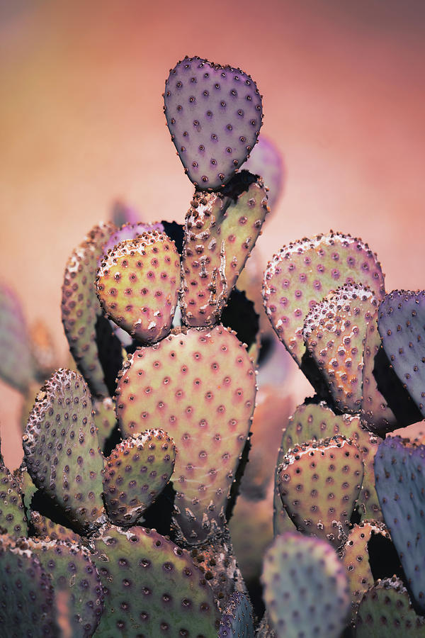 Prickly Pear Cactus  #6 Photograph by Saija Lehtonen