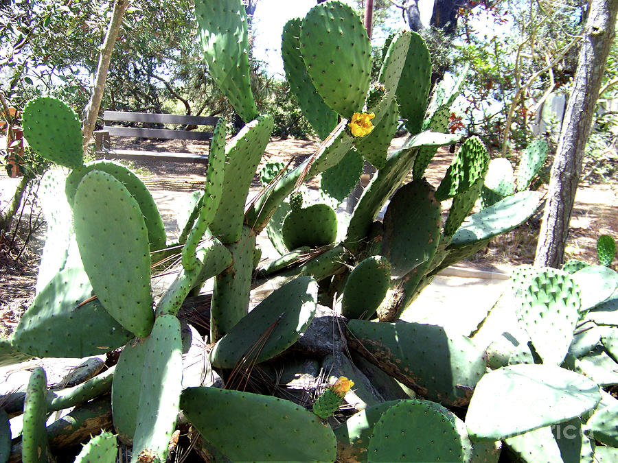 Prickly Pear Photograph - Prickly Pear #2 by Charles Robinson
