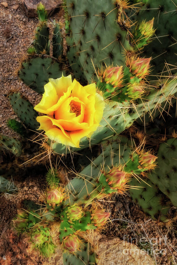 Prickly Pear Photograph by Mark Chinn - Fine Art America