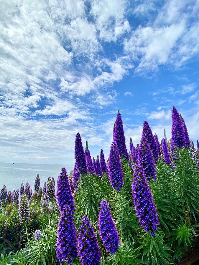 Pride Of Madeira Photograph By Gary Dance