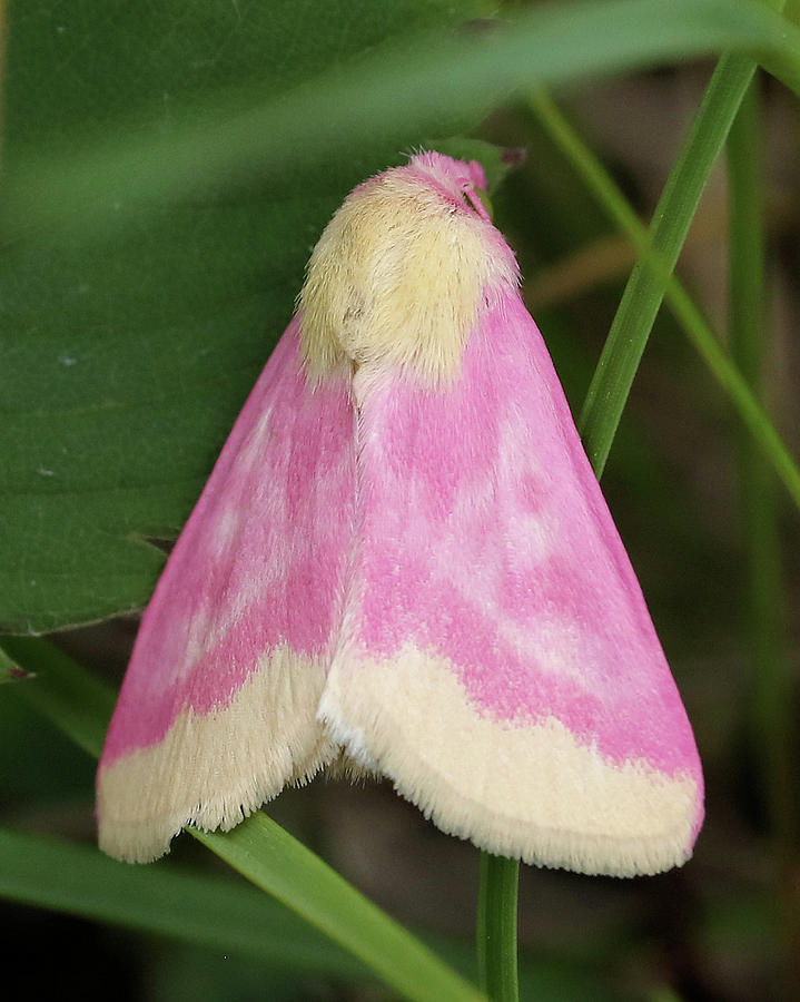 Primrose Moth  #1 Photograph by Doris Potter