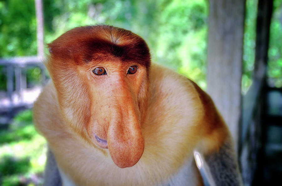 Proboscis monkey Photograph by Dmitrii Petrenko - Pixels