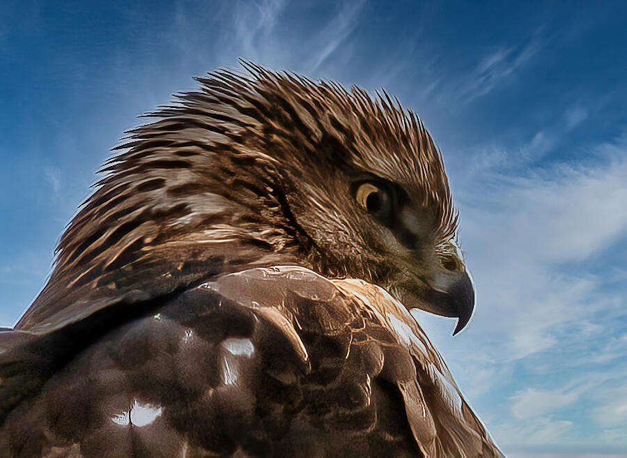 Hawk Photograph - Profile #1 by Eliseo Rosario