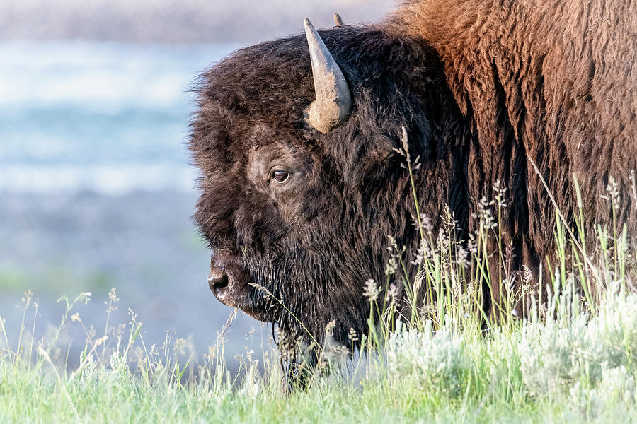 Profile of an American Bison Photograph by Constance Puttkemery