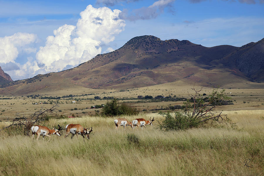 Pronghorn Antelope Photograph by Robert Harris