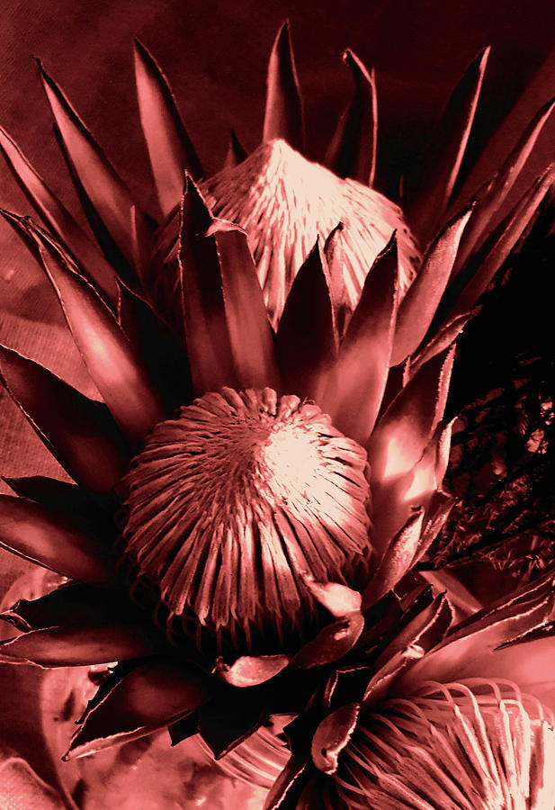 Proteas Photograph