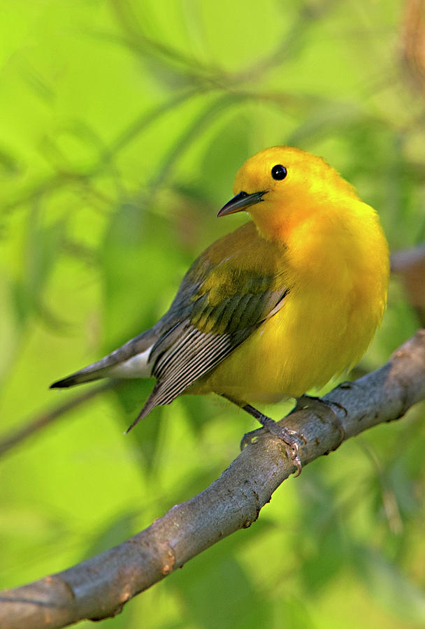 Prothonotary Warbler #1 Photograph by Gordon Ripley