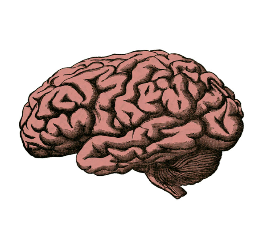 Psychology Art - Brain Drawing by Life Reconsolidation - Pixels