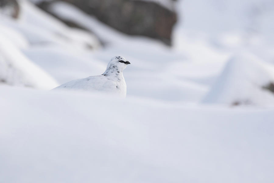 Ptarmigan In Snow #1 Photograph by Pete Walkden