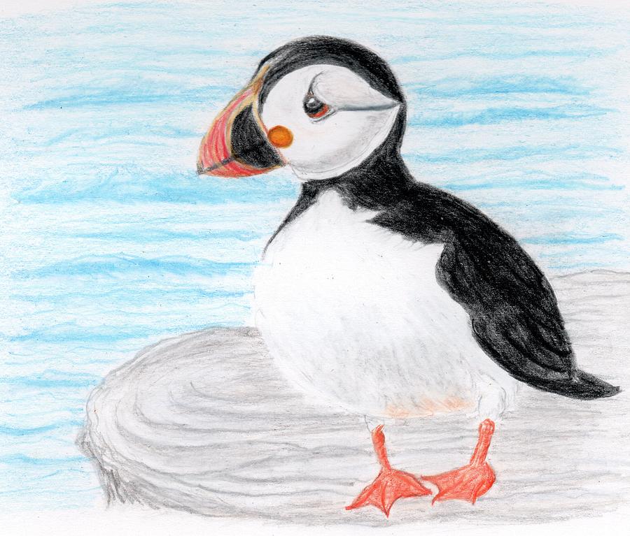 Puffin Drawing by Deborah Pain - Fine Art America