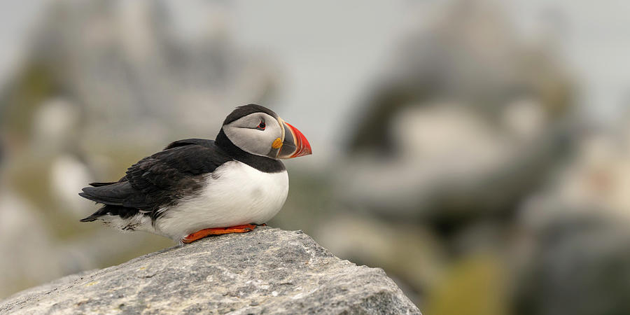 Puffin Resting #2 Photograph by Darylann Leonard Photography