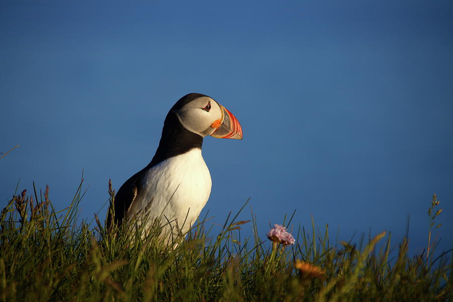 Puffin with flower #2 Photograph by Christopher Mathews