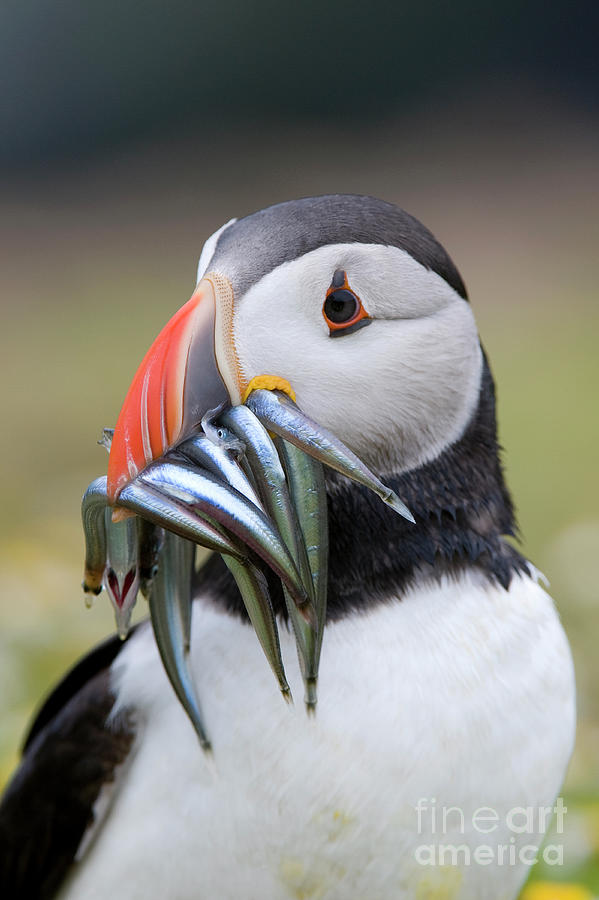 Puffin with Sand Eels #1 Photograph by Tim Gainey