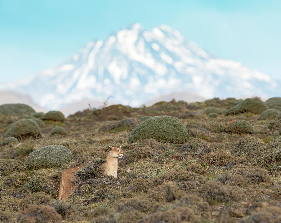 Puma in Patagonia Photograph by Max Waugh