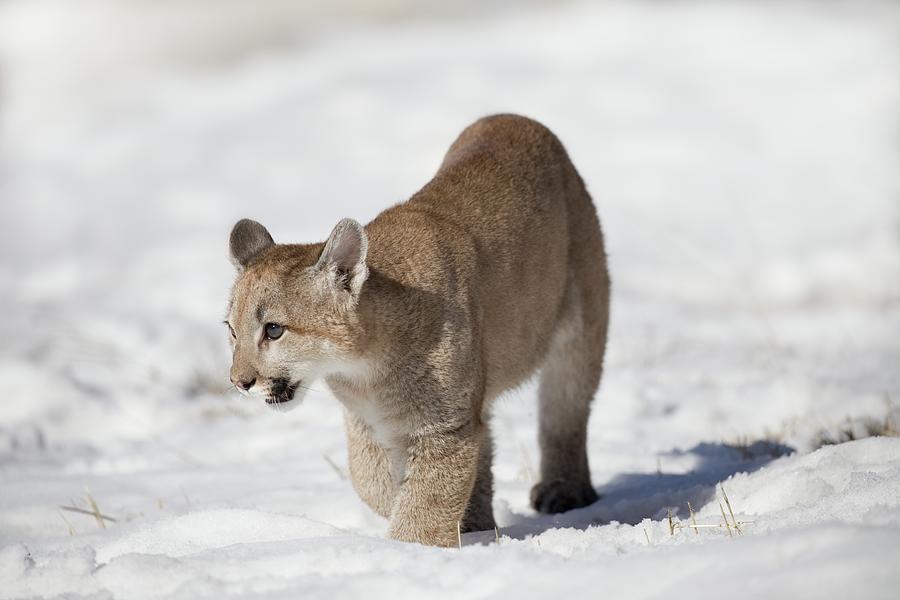 Puma Cub Photograph by David Garcia-Costas - Fine Art America