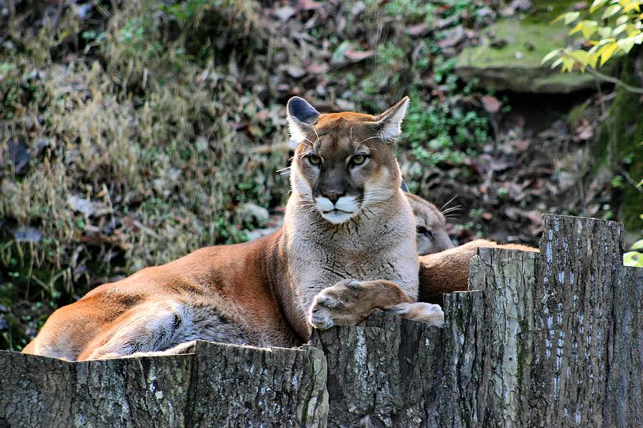 Puma #1 Photograph by Kristin Elmquist