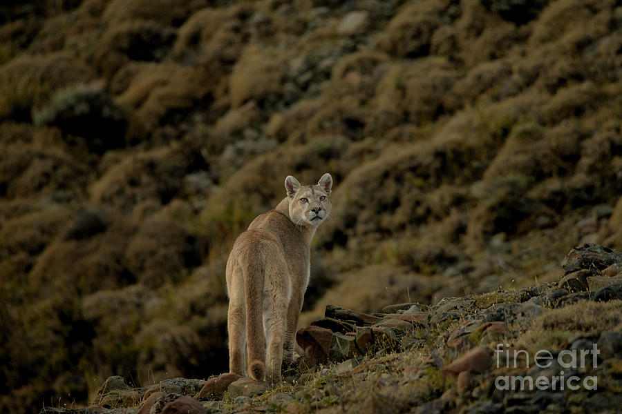 Puma #1 Photograph by Patrick Nowotny