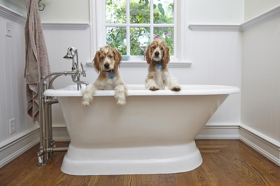 Puppies inside bathtub #1 Photograph by Tony Garcia
