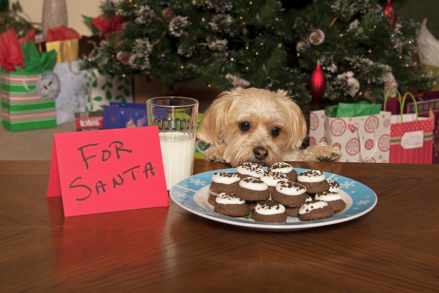 Puppy Checking Out Christmas Cookies #1 Photograph by Jim Vallee