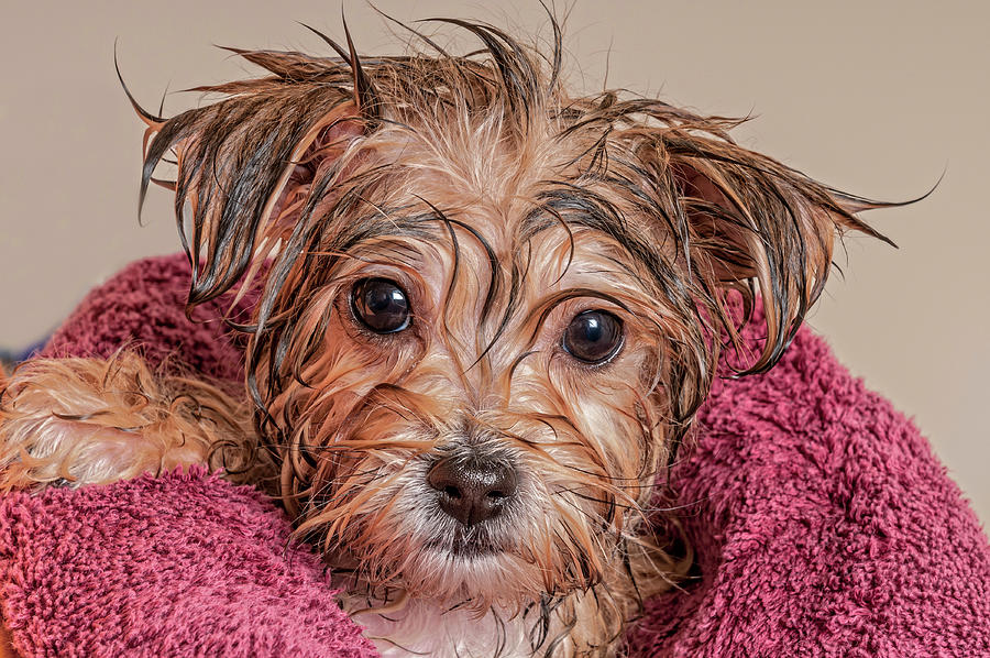 Dog Photograph - Puppy Getting Dry After His Bath #1 by Jim Vallee