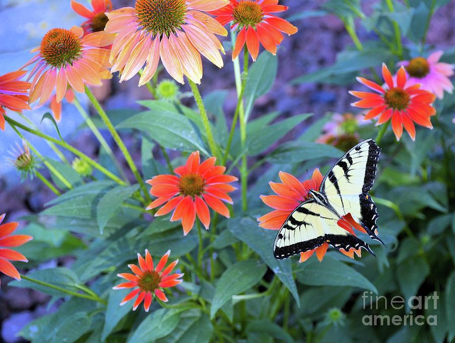 Pure Bliss Photograph by Jennifer Broadstreet Hess - Fine Art America